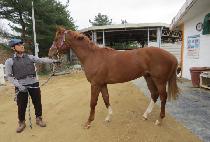 �۷ι���� (GLOBAL DINO) ����