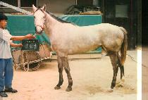 â���� (CHANG RANG JEUNG) ����