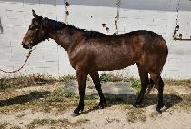 ���̿����� (JOY OF QUEEN) ����