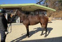 ���̴����� (SHINING WIND) ����