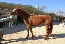 �������� (SANDY WIND) ����