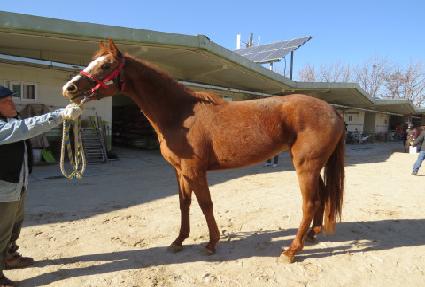 �������� ����