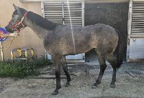 �������� (STORM WINNER) ����