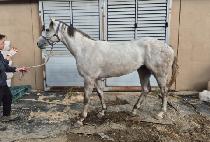 ��Ŀ������ (BUNKER BUSTER) ����