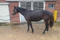 ���������� (STEP FORWARD) ����