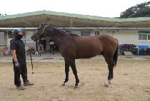 �������۷� (BEOLGYO EMPEROR) ����