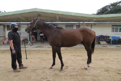 �������۷� ����