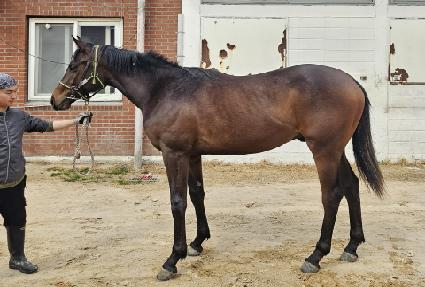 �ε�Ÿ�̰� ����