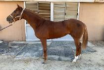 �ι��̵帲 (DUBAI DREAM) ����