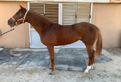 �ι��̵帲 ����