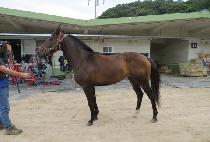 �������� (SEMYEONG JILJU) ����