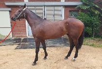 �鷩Ŀ (TOP RANKER) ����