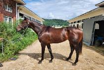 ��� (BIWOL) ����