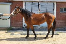 �������� (SUNRISE) ����