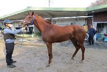 ������� (SHARP WOMAN) ����