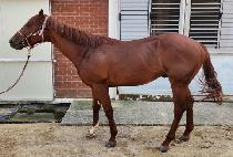 ���̽���� (NICE BIG MAN) ����