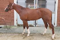 ���̽����� (NICE BIG GUY) ����