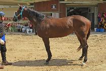 ���̽���� (NICE BIG GIRL) ����