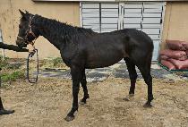 �ְ��÷��� (CHOEGANG FLASHING) ����