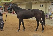 ���Ž��͸� (QUEEN MASTERY) ����