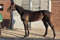 �н����� (KNICKS GO WON) ����