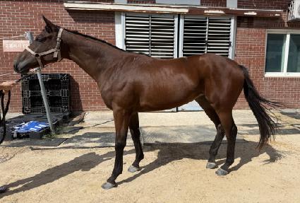 ���÷��Ž� ����