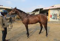 Ʈ���̴�Ʈ (TRIDENT) ����