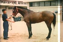 �μո�� (DOO SON MO A) ����