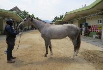 ���� (NUNKKOT) ����