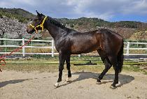 �����Ƿ��� (BEOLMAUI LAND) ����