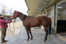 �ް����� (MEGA WIND) ����