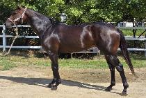 �̱۸��� (EAGLE MINE) ����