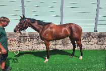 ����ġ�н� (APACHE PASS) ����