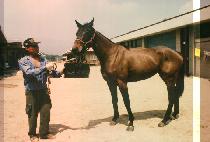 Ǫ����ȣ�� (POOREUNSINHODEUNG) ����