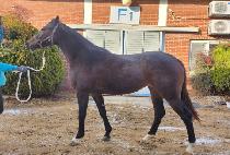 �ٶ��� (BARAMSOK) ����