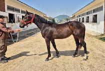 �ι��̽�Ÿ (DUBAI STAR) ����