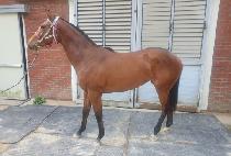 �¾��ǺҺ� (TAEYANGUI BULBIT) ����