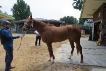 ��ٳ��� (SAVANNAH GUN) ����