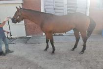 ���߳� (NAYANA) ����