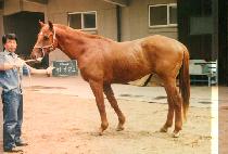 �����ϵ� (JEUNG SIN IL DO) ����