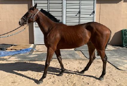 ������ ����