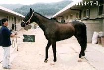 ����� (KA MANG I) ����