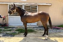 �����̷� (QUEEN LIRUN) ����