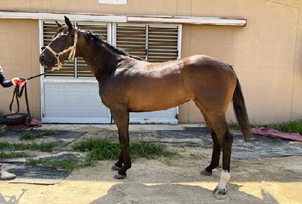 �����̷� ����