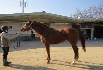 ����ĵ�� (SUPER CANDY) ����