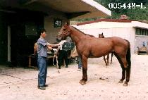 �л��� (HAK SA CHON) ����