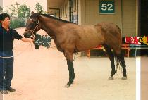 ������ (BOM NA RAE) ����