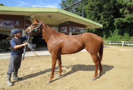 �̱��÷��� ����