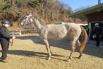 �ۻ�ī��� (SONGSAN COWGIRL) ����