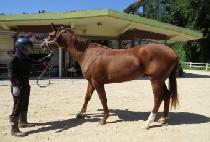 �����ǿ��� (BULPAEUI YEOWANG) ����